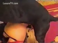 [ Zoo Sex ] Threesome act gets a doggy surprise